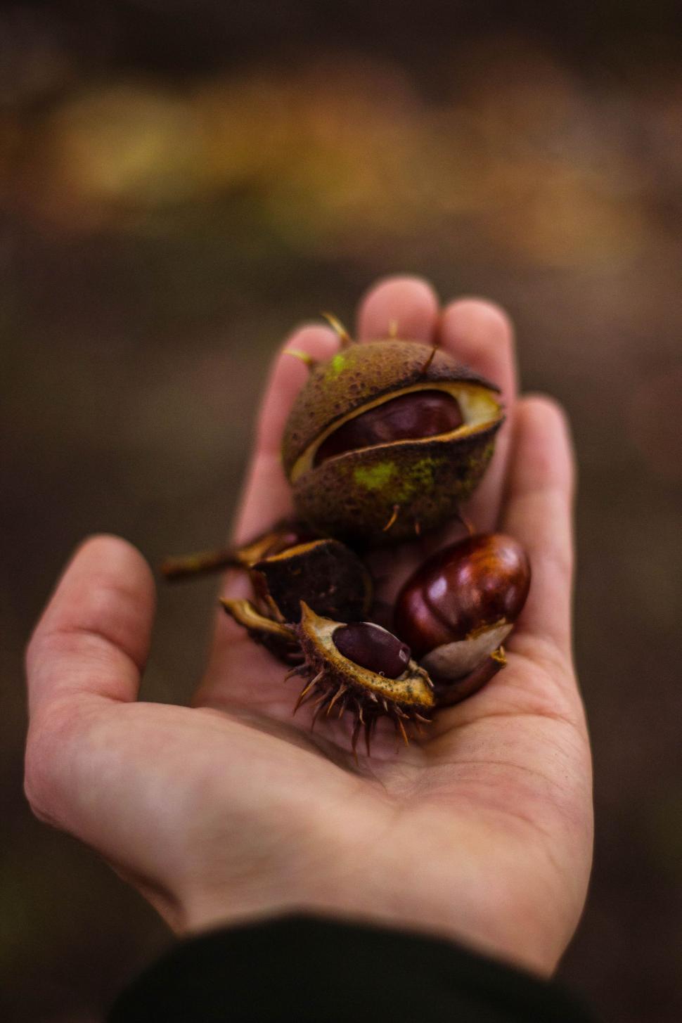 Free Image of Close Up of Chestnuts  