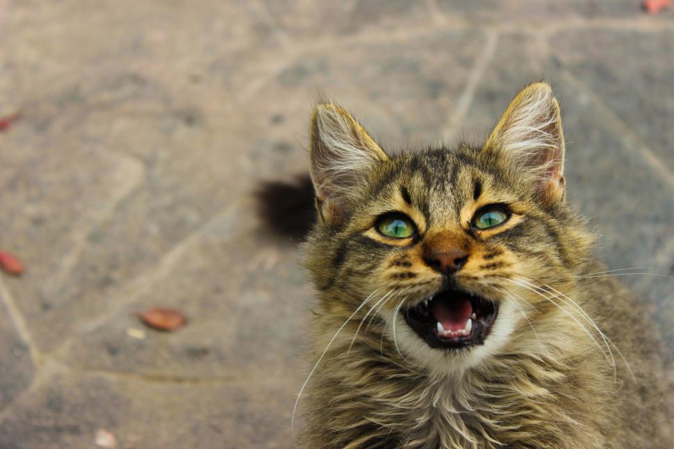 Free Image of Angry meowing Kitten looking at camera  