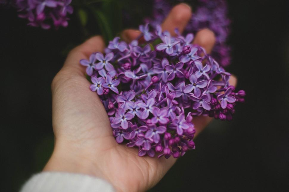 Free Image of Lavender Flowers  