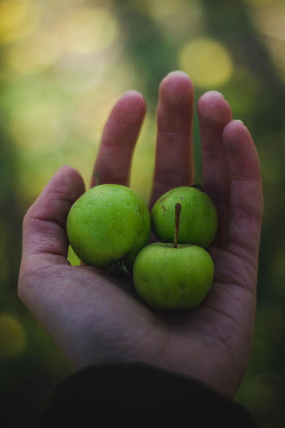 Free Image of Three Green Apples in the Palm 