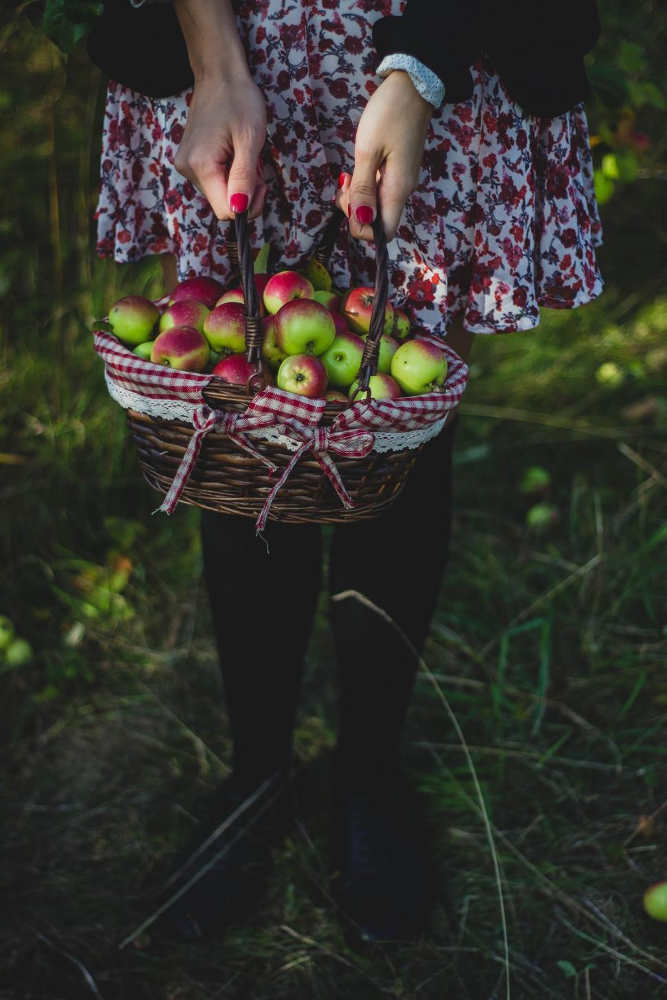 Free Image of Hands Holding Basket of Apples  