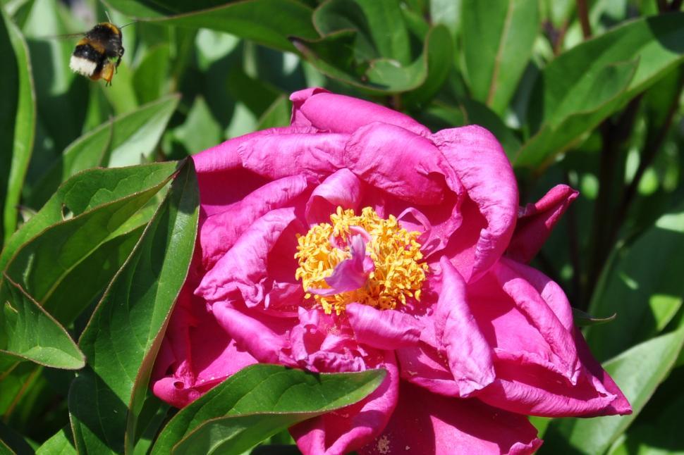 Free Image of Pink Peony with incoming Bee 