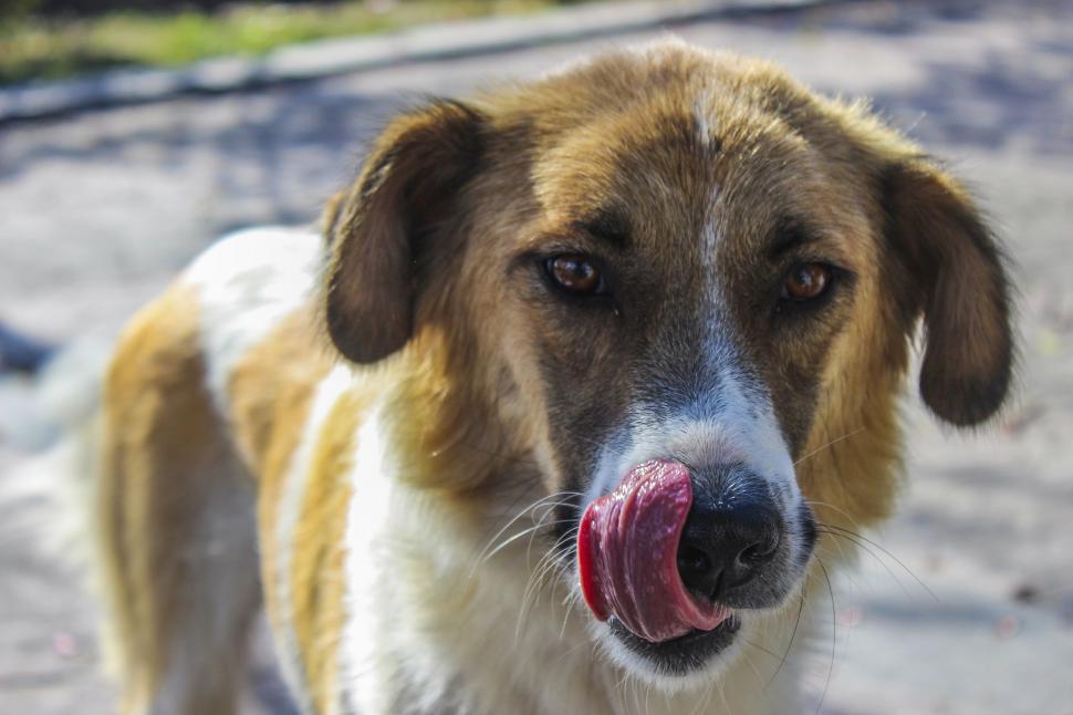 Free Image of Licking Dog - outdoors 