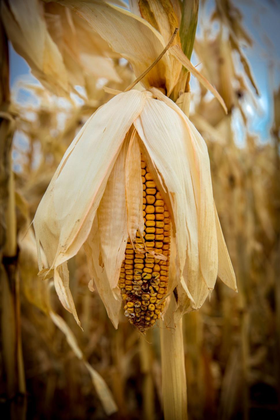 Free Image of Corn Field  