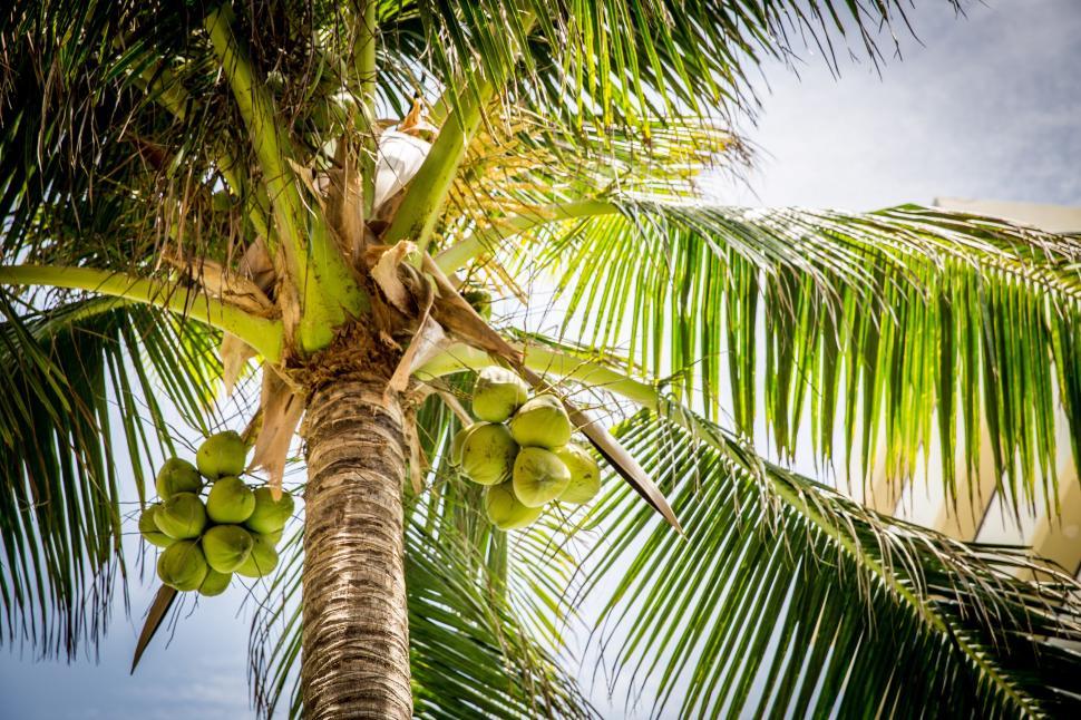Free Image of Coconuts on a tree 