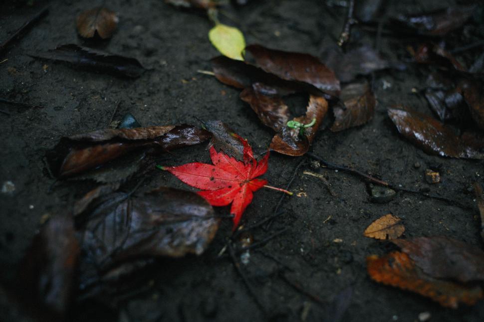 Free Image of Red Leaf on ground  