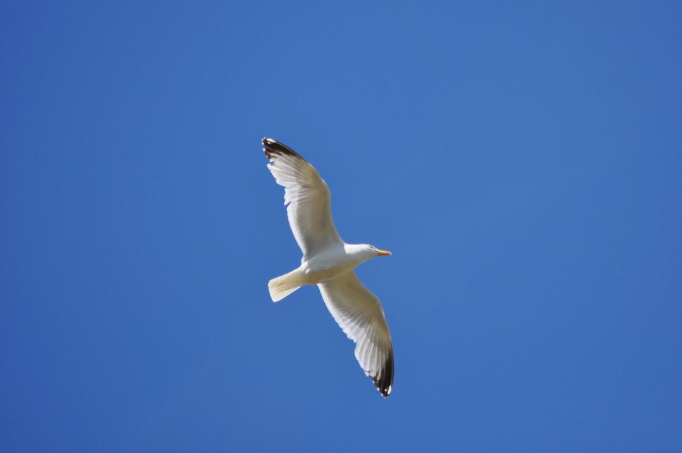 Free Image of Seagull in flight Whitstable Kent 