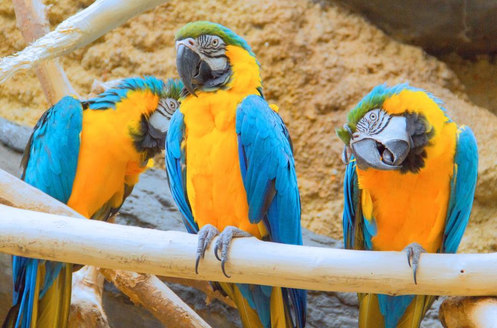 Free Image of Three Macaw Parrots  