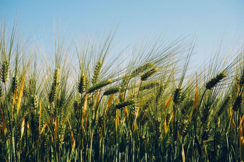 Free Image of Barley field 