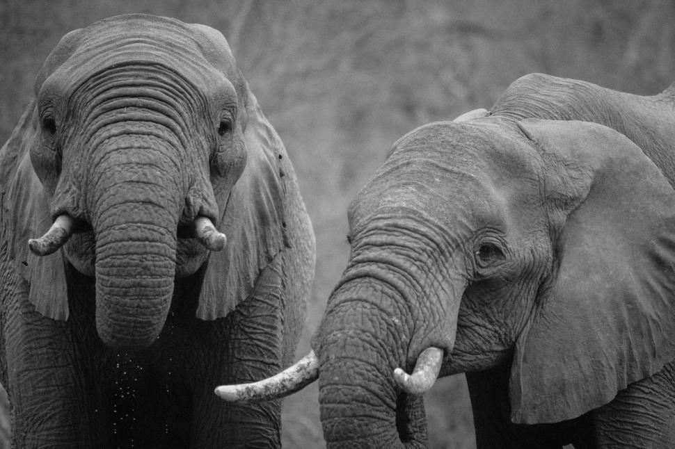 Free Image of Two elephants  