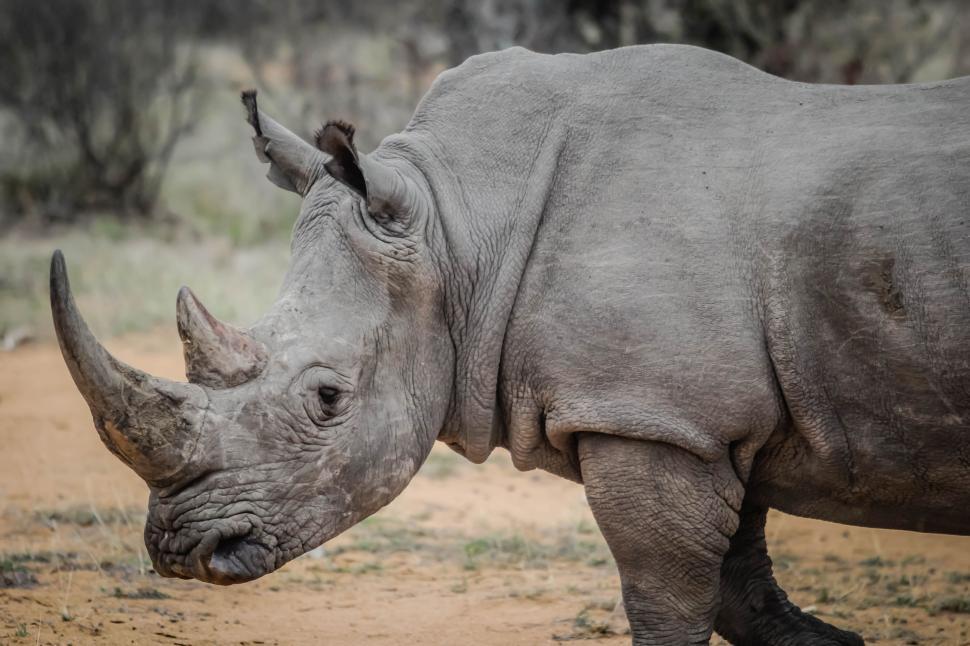 Free Image of Rhinoceros  