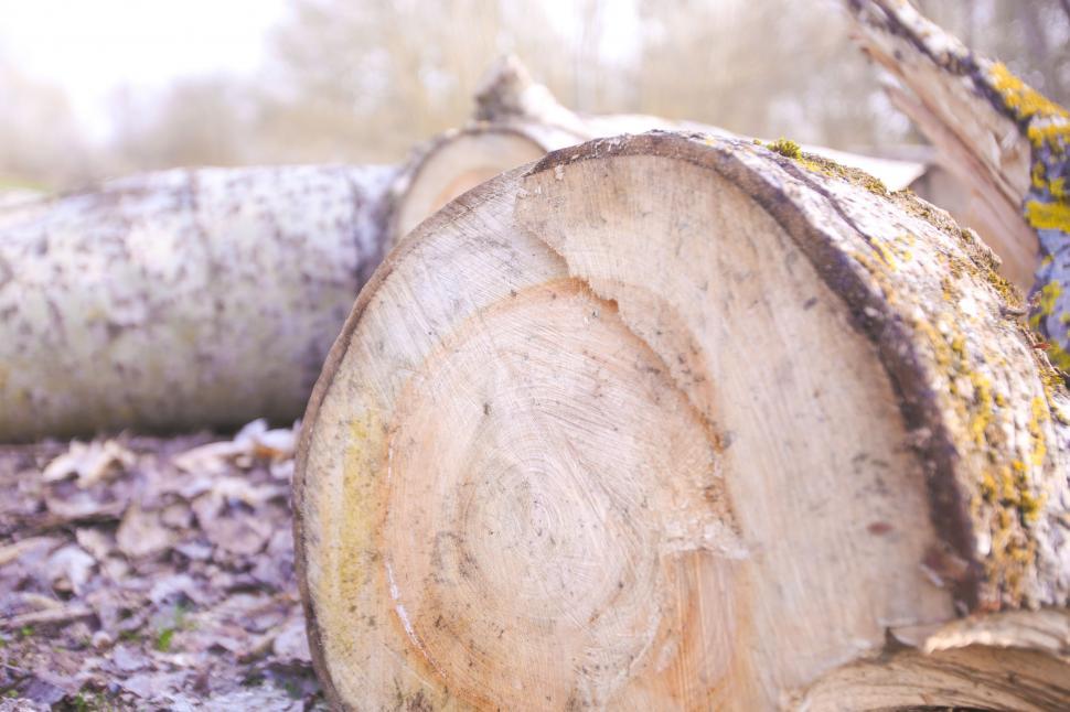 Free Image of Timber Wood - Lumber wood 