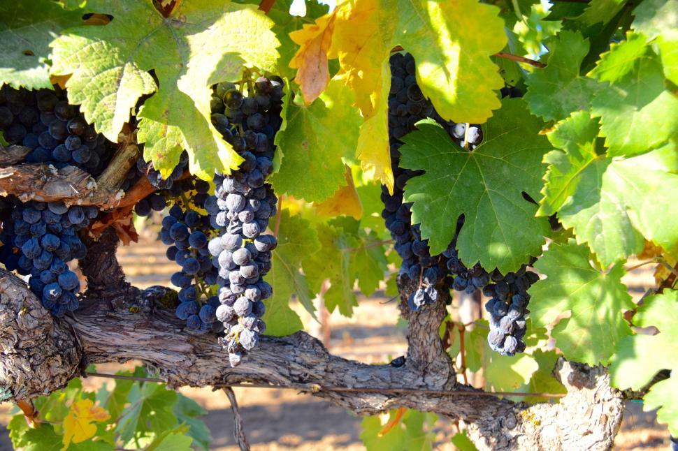 Free Image of Ripe grapes in vineyard 