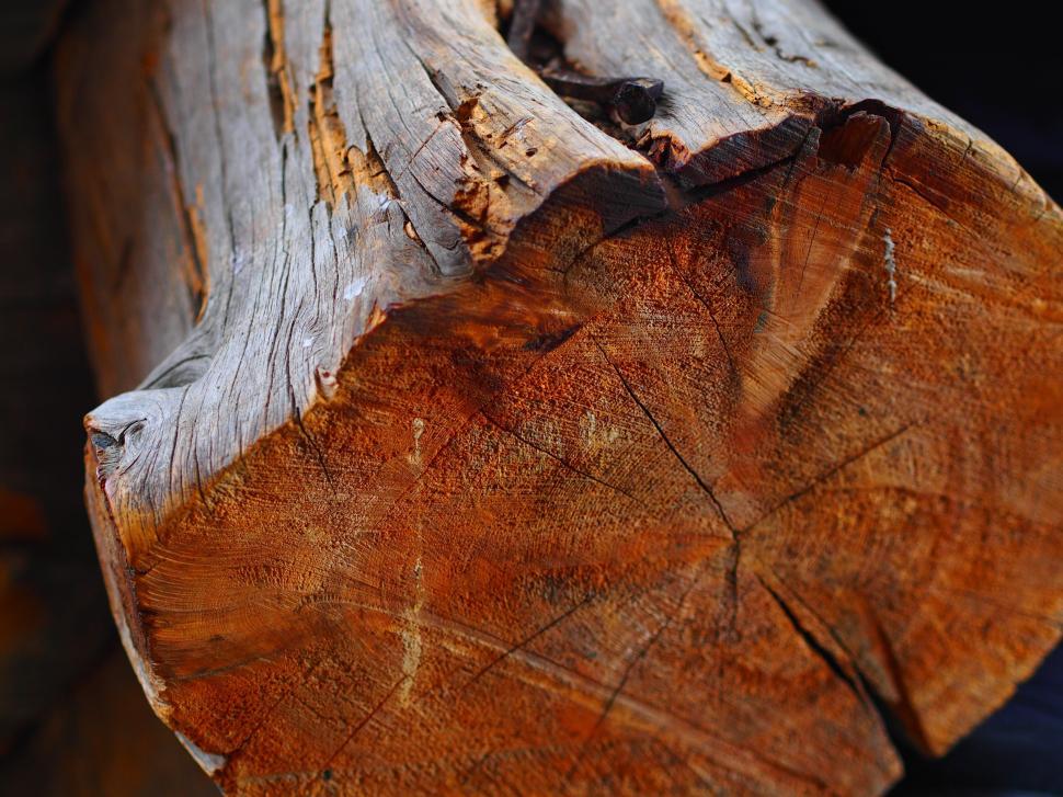 Free Image of Close up of Tree cut 