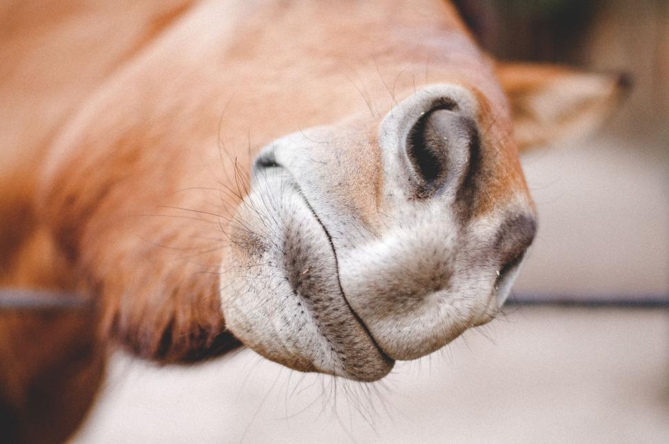 Free Image of Horse Nose  