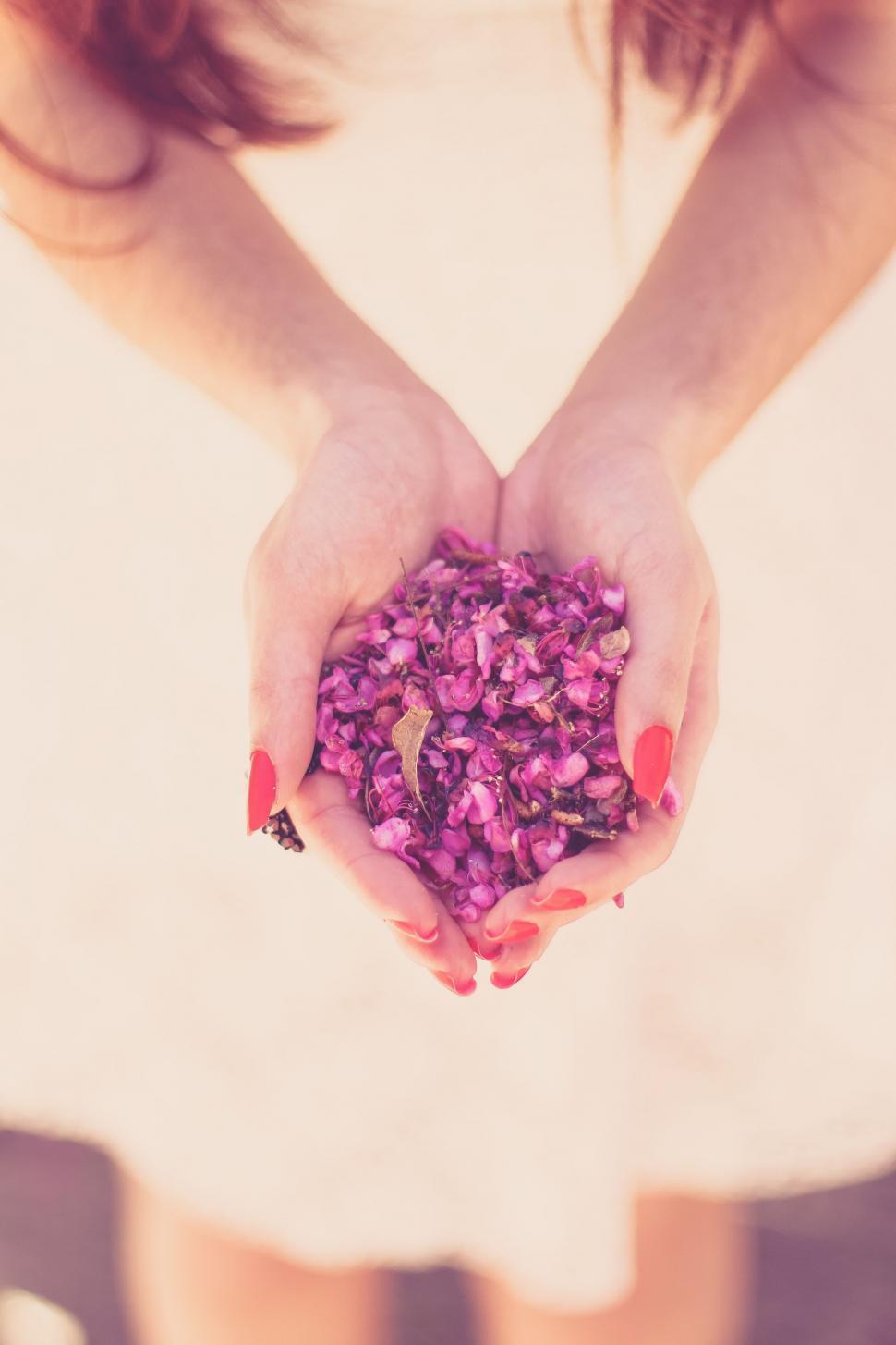 Free Image of Flower petals in hand  