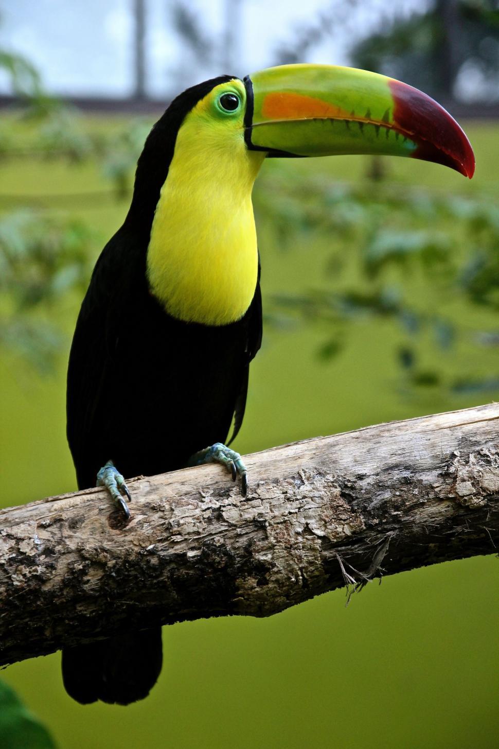 Free Image of Close up of Keel-billed toucan 