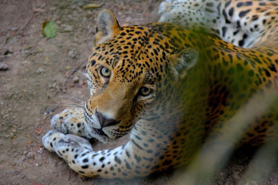 Free Image of Jaguar looking at camera  