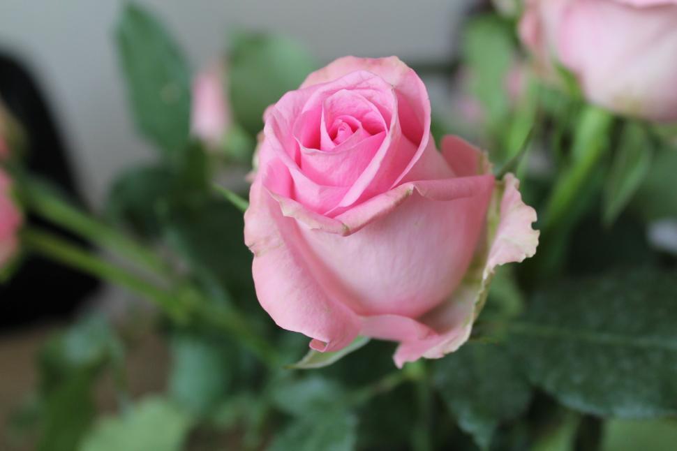 Download Free Stock Photo of Pink Rose Flower  