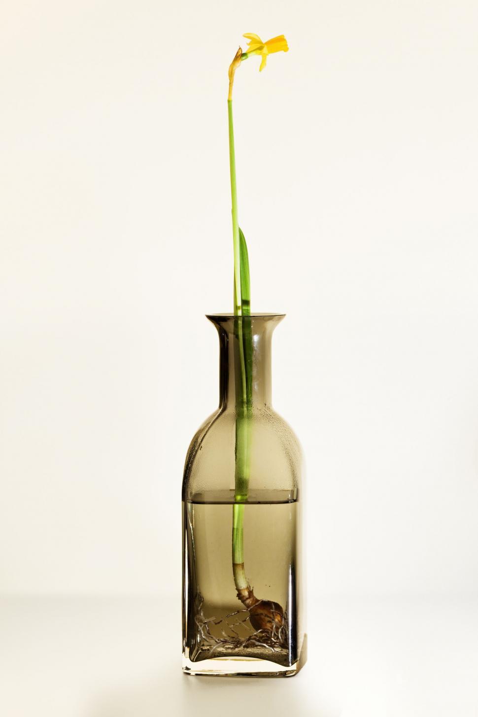 Free Image of Roots of Narcissus Flower in Bottle  