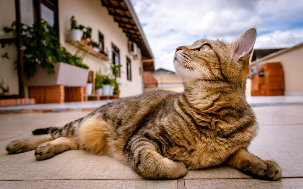 Free Image of Kitten Sitting Outside House  