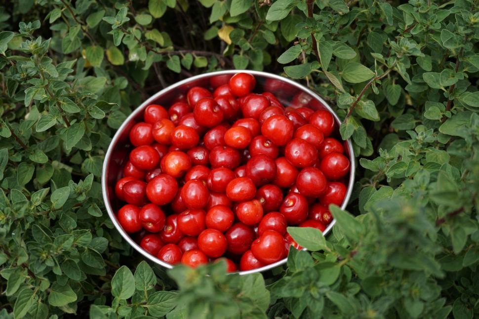 Free Image of Cherries with Green Leaves  