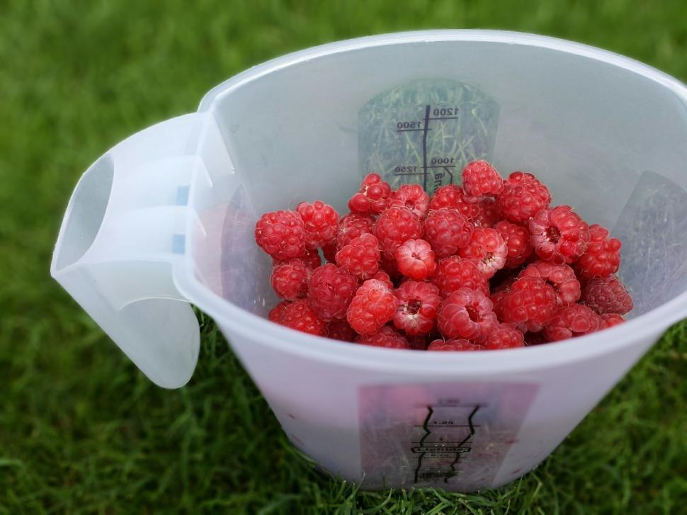 Free Image of Raspberries in Plastic Mug  