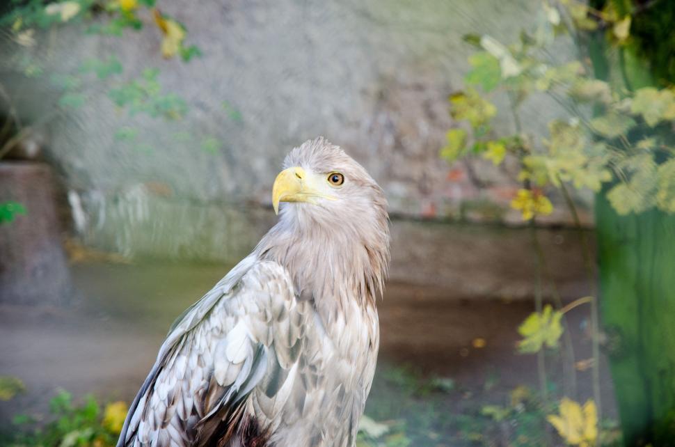 Free Image of Eagle with yellow bill  