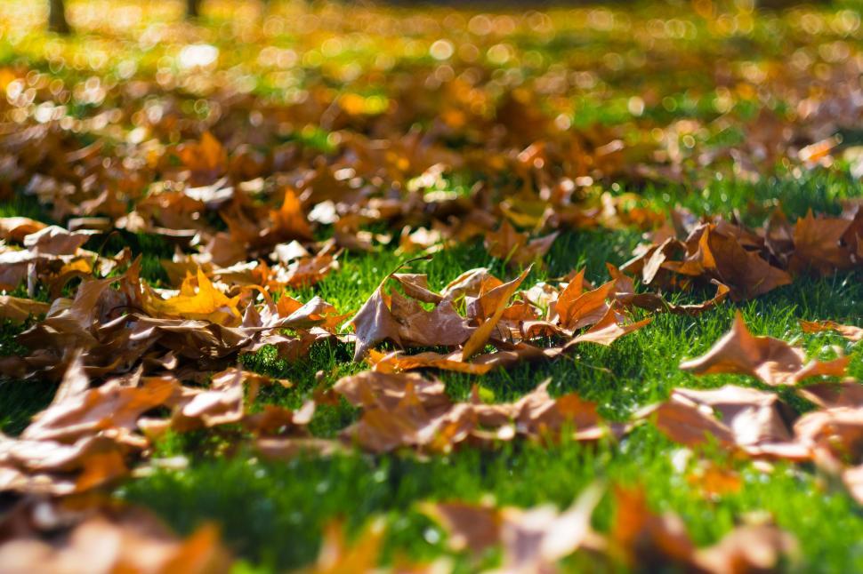 Free Image of Autumn Leaves on grass  