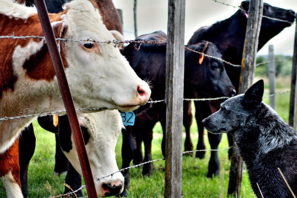 Free Image of Dog and Cows  