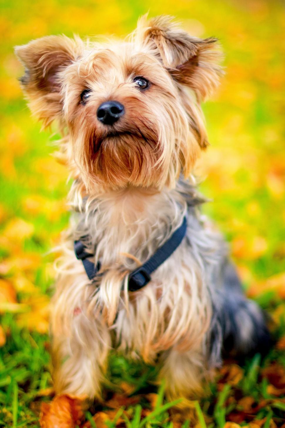 Free Image of Portrait Of Yorkshire Terrier 
