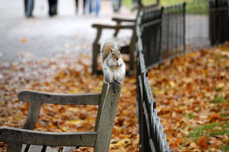 Free Image of Chipmunk in Autumn  