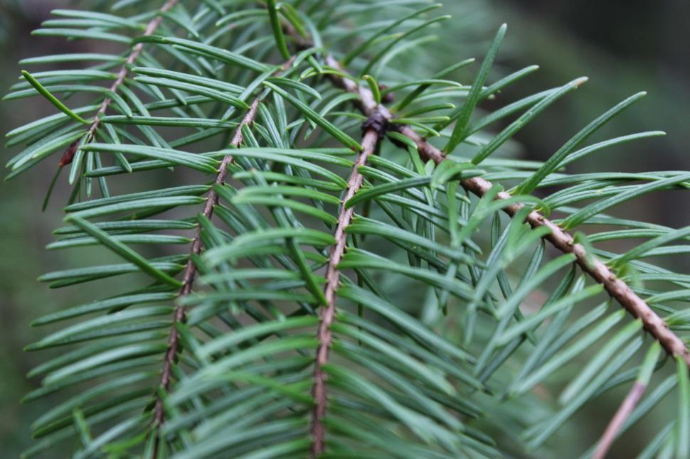 Free Image of Green pine coniferous needles  