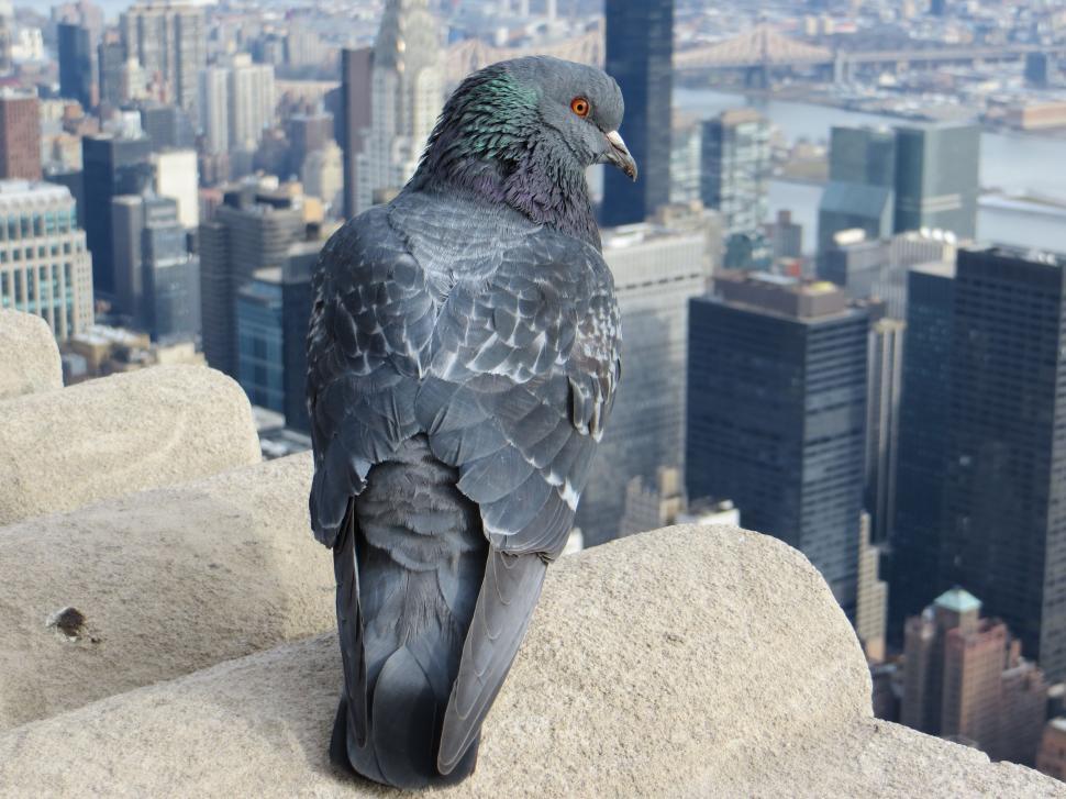 Free Image of Pigeon on terrace  