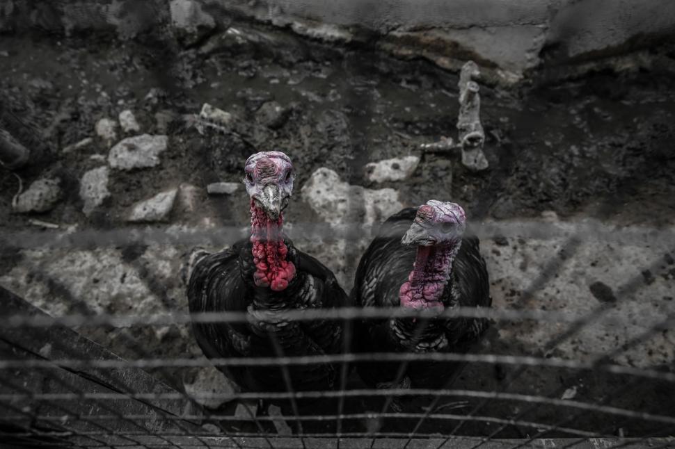 Free Image of Turkey Birds behind wire fence  
