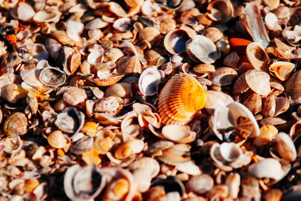 Free Image of Seashells  