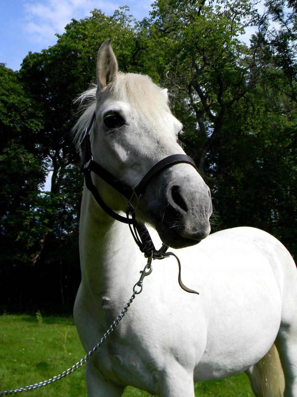 Free Image of White Pony Tied with Metal Chain  