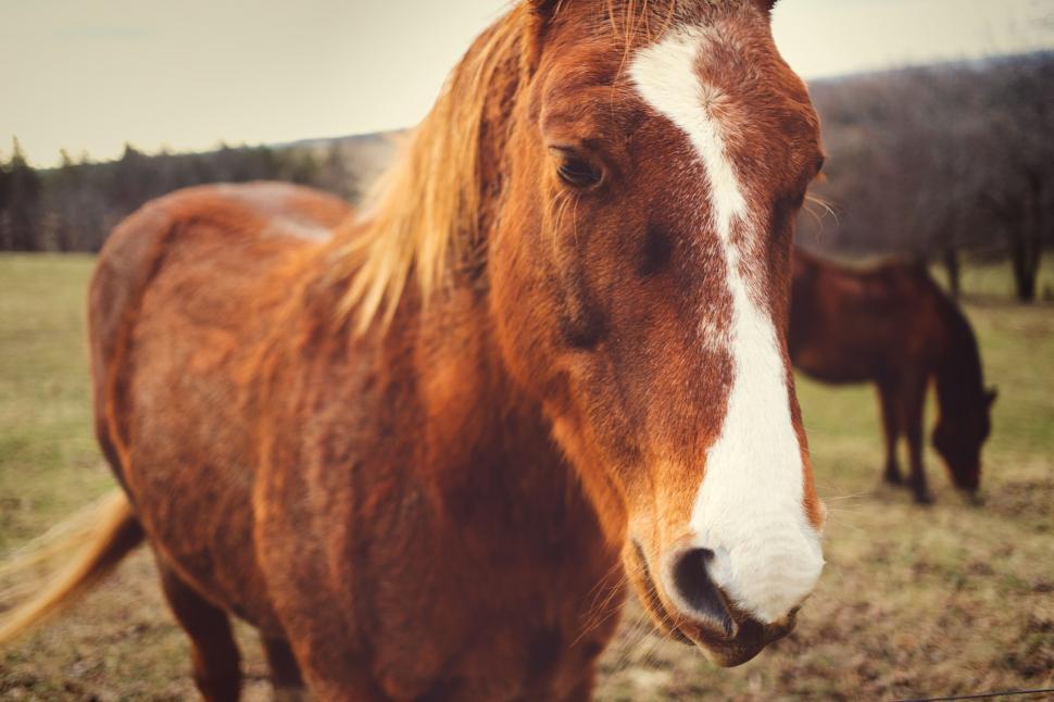 Free Image of One Brown Horse  