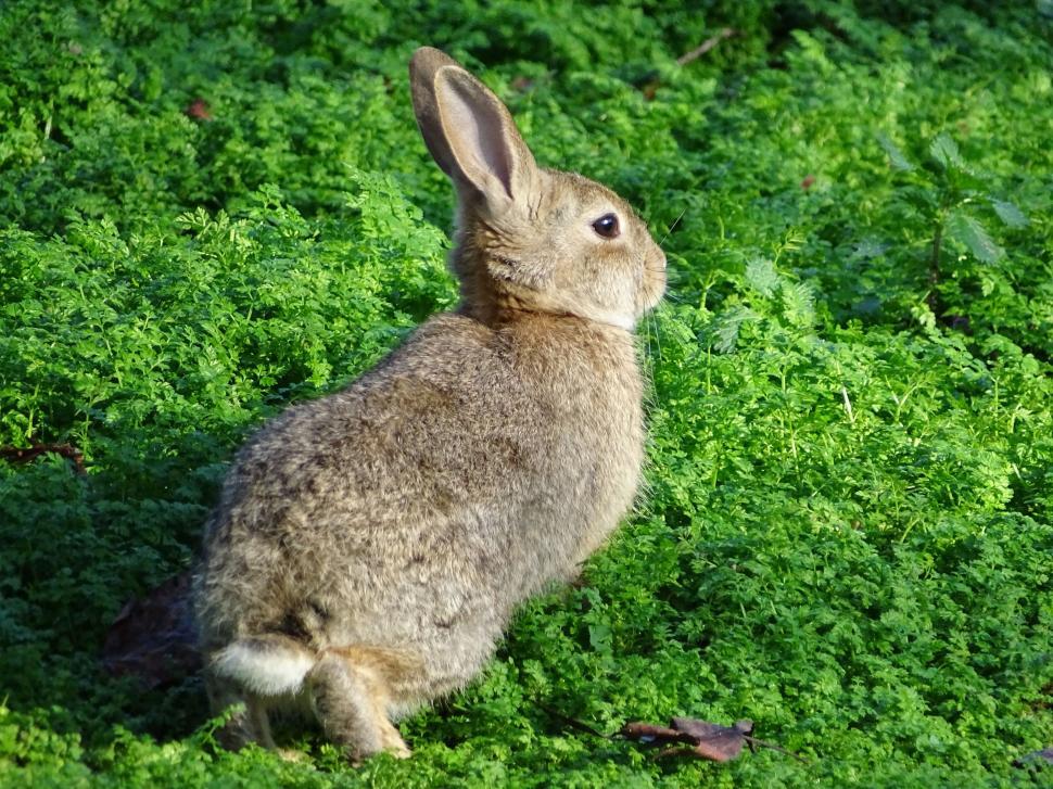 Free Image of One Bunny Rabbit  