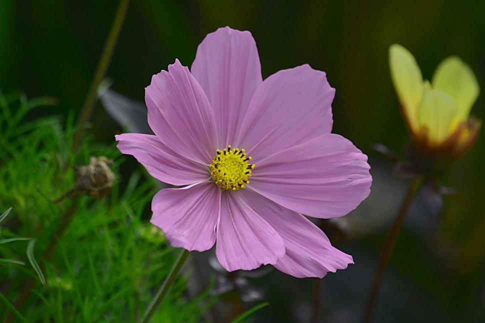 Free Image of Light pink flower 