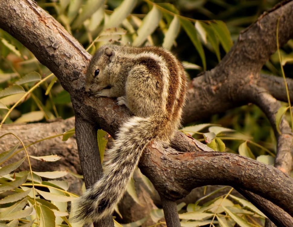 Free Image of Indian palm squirrel 