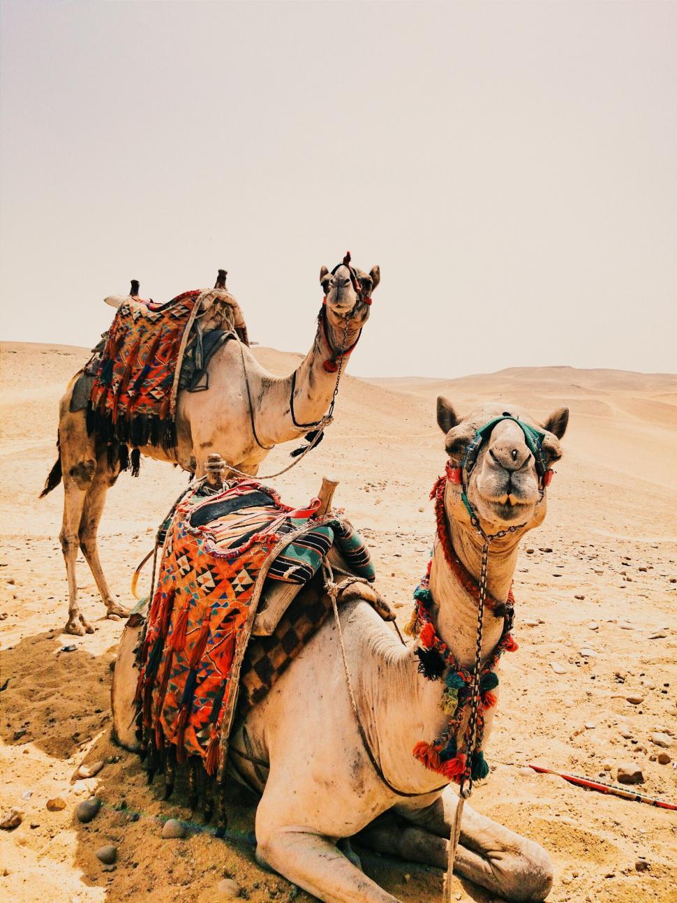 Free Image of Camels in the desert  