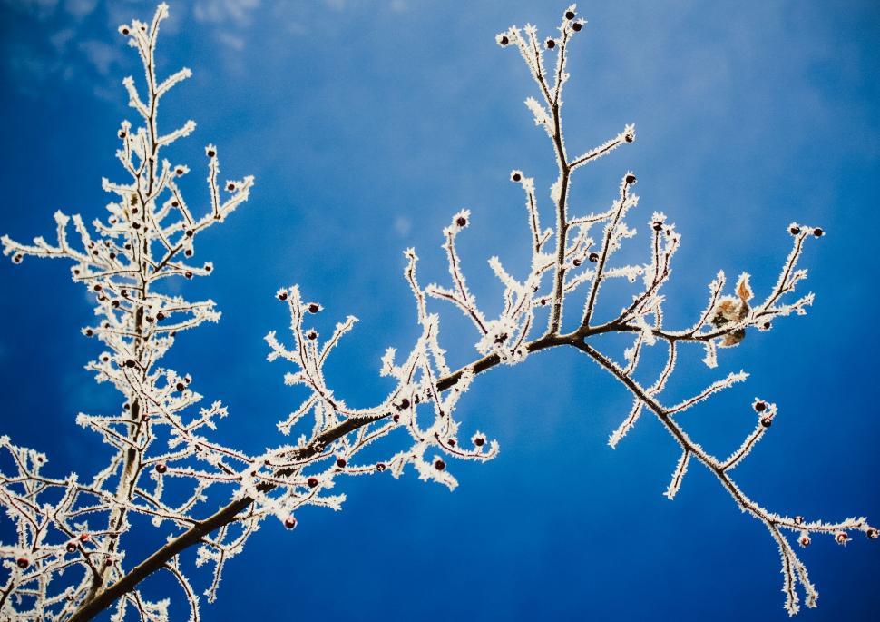 Free Image of Frozen Twigs  