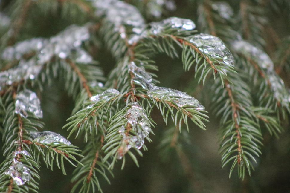 Free Image of Pine Needles in Snow  