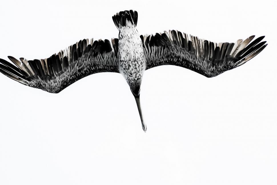 Free Image of Seagull flying in the air  
