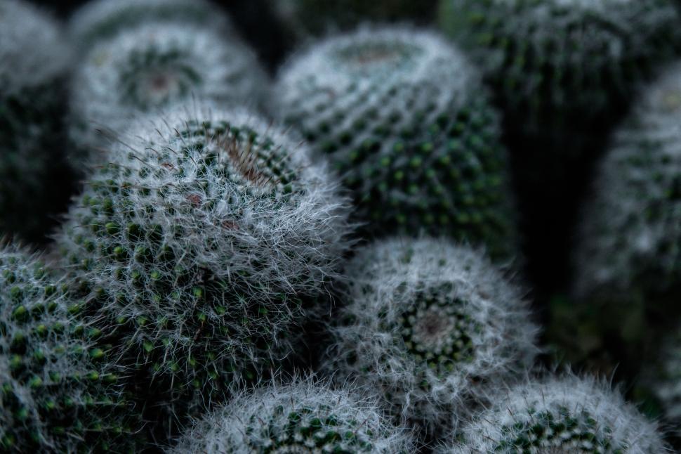 Free Image of Bunch of Cactus  