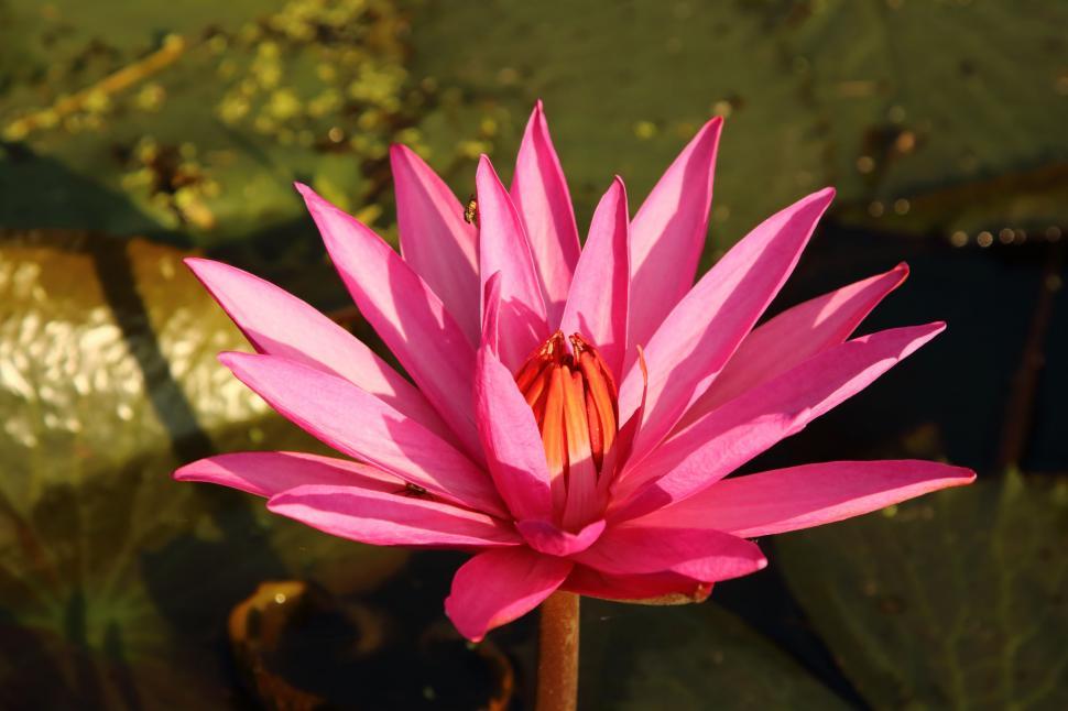 Free Image of Pink Lotus Flower in Sunlight  
