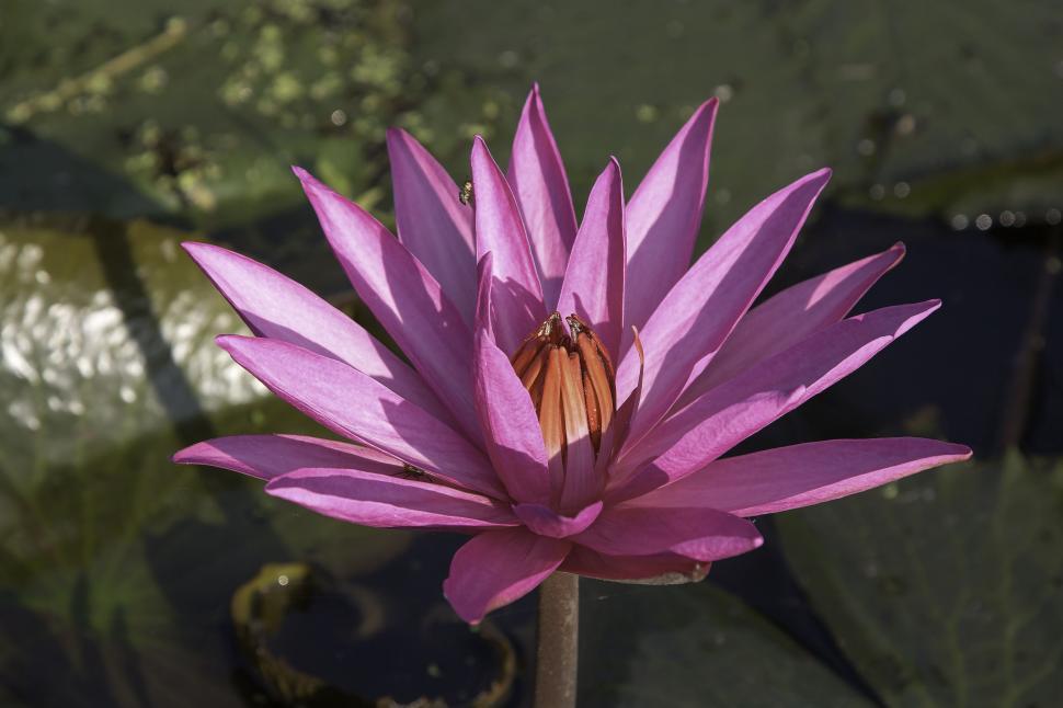 Free Image of Lotus Flower  