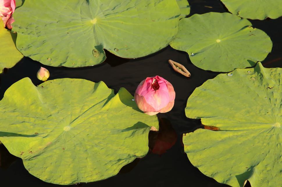 Free Image of Blooming Lotus Flower  