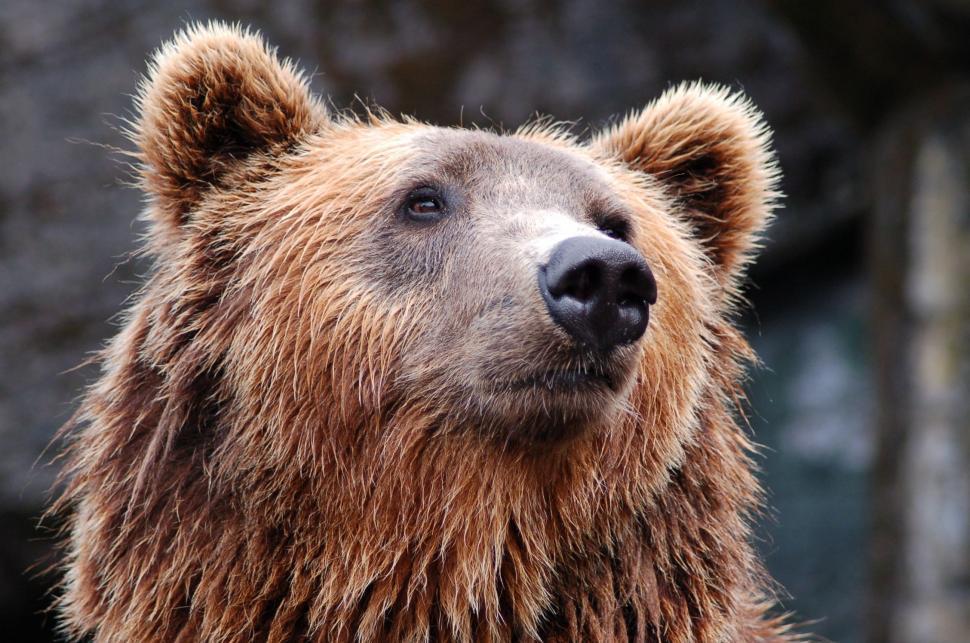 Free Image of Brown bear or Ursus arctos 